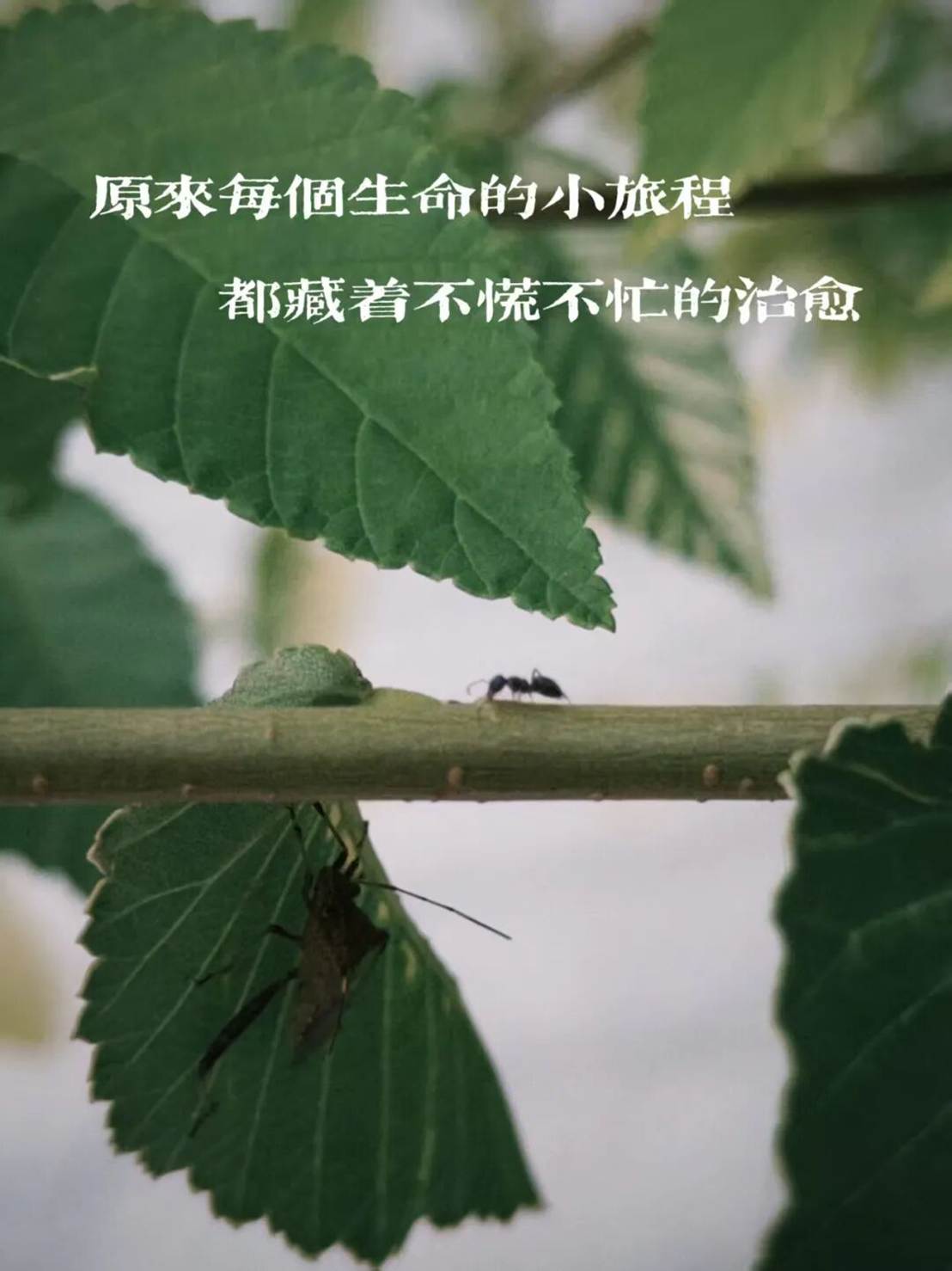 树枝上长着绿色的叶子 AI 生成的内容可能不正确。